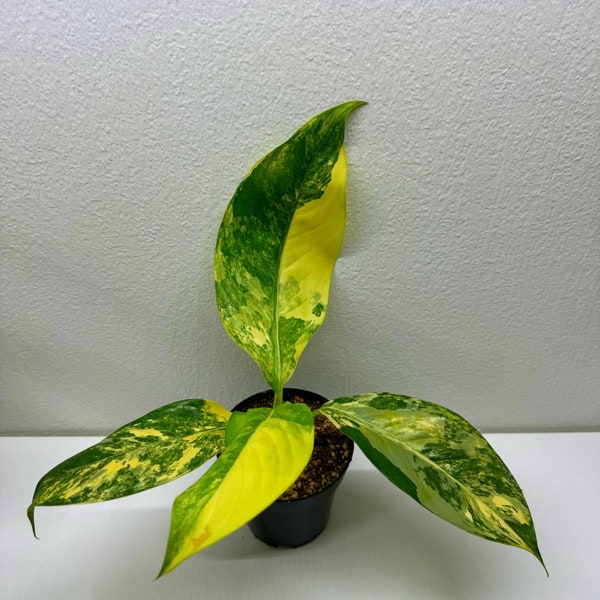 Dieffenbachia Variegata