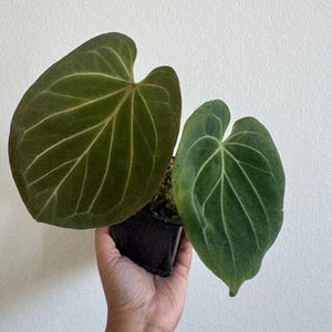 Anthurium King of Spades/HU (Haji Ulih)