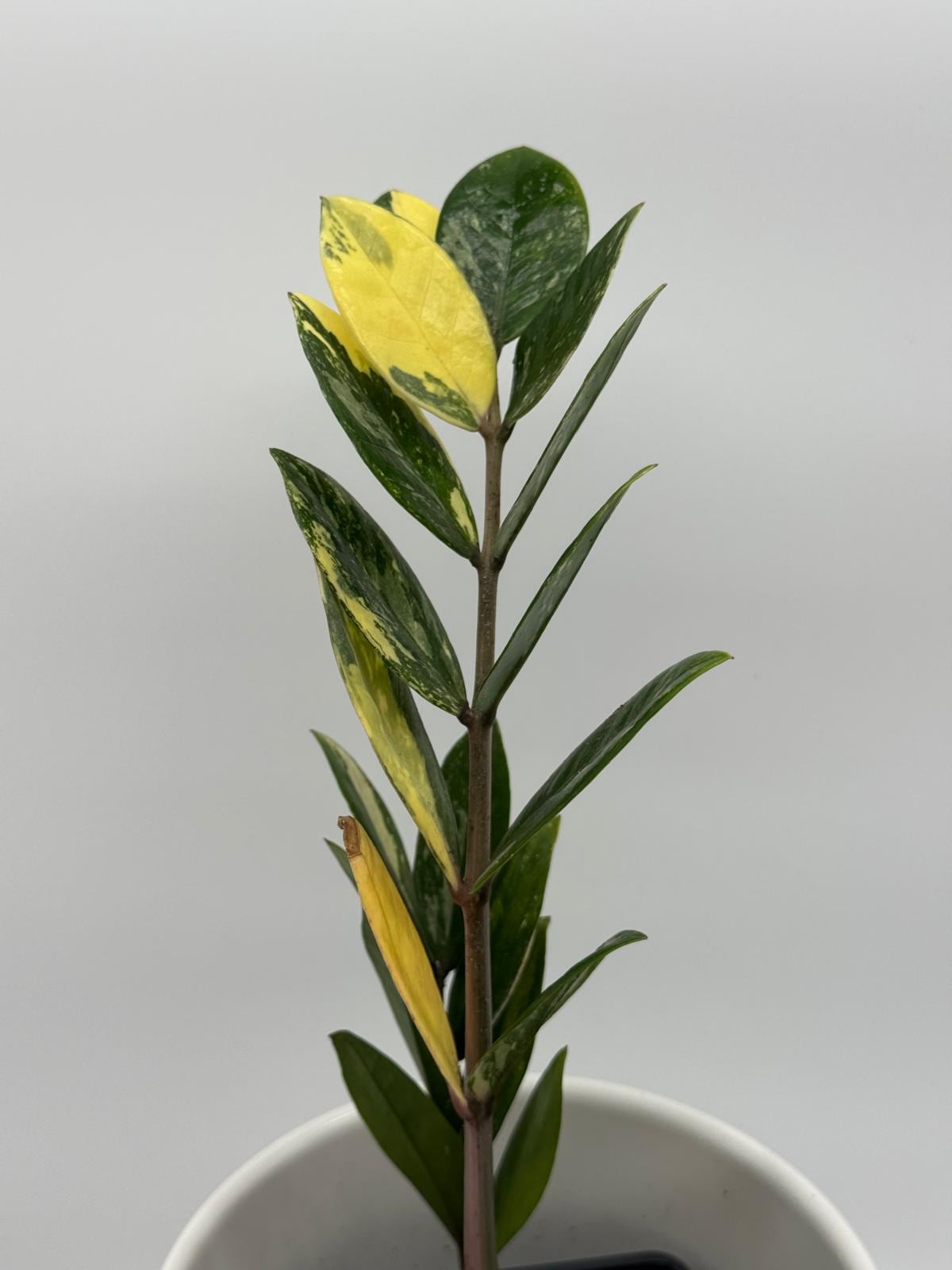 Variegated zz plant - Etsy.de