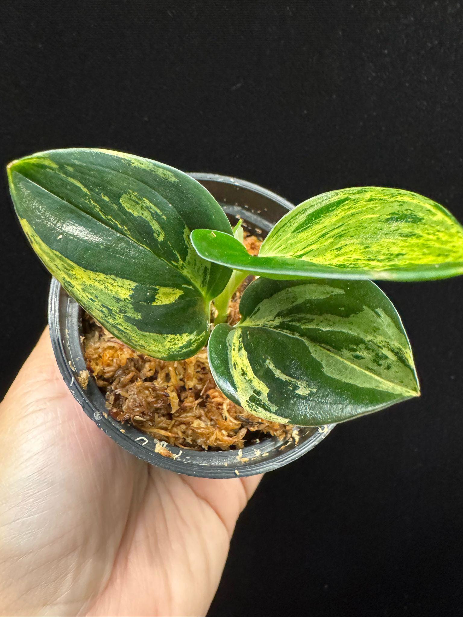 スキンダプサス Scindapsus treubii ‘Dark Yellow’ Scindapsus Treubii Dark Form Yellow Variegated / Aurea Variegated