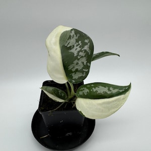 May include: A potted houseplant with large, variegated leaves. The leaves are a mix of white and dark green with a speckled pattern. The plant is in a small black pot with a matching saucer, set against a white background.