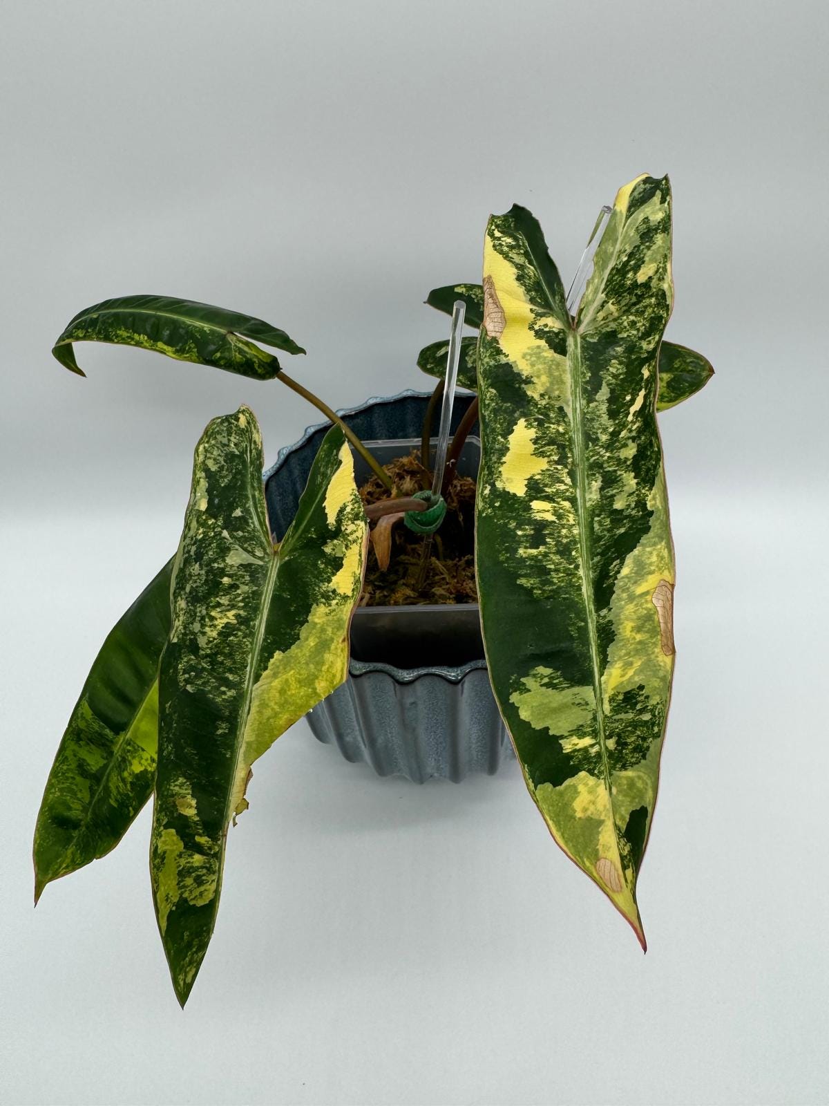 philodendron roseocataphyllum Philodendron majestic – Thai Exotic Greenery main image 1