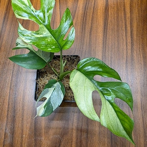 Raphidophora Tetrasperma Variegata