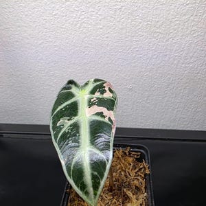 Alocasia Bambino rose panaché