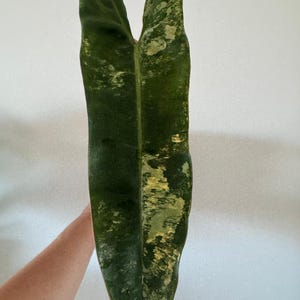 Może przedstawiać: Zbliżenie dużego, pstrego liścia. Liść jest głównie ciemnozielony z plamami jaśniejszej zieleni i żółci. Liść jest wydłużony, ze spiczastym końcem i rozcięciem u góry. Tło to gładka biała ściana.