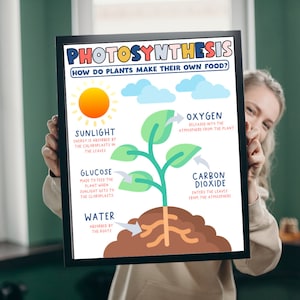 Fotosynthese | Ankerkaart, klasposter, wetenschapsposter, decoraties wetenschapsklas, digitale print, elementaire wetenschap