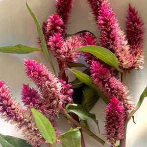 May include: A close-up of vibrant pink celosia flowers with green leaves, arranged in a white bowl. The flowers have a unique, textured appearance, with a deep pink hue at the tips that fades to a lighter shade. The stems are a deep magenta color.