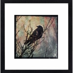 Serenity - [Crow photography print]
