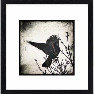 Eminence - [Crow photography print]