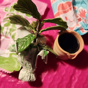 May include: A small potted plant with green leaves and a brown stem. The plant is wrapped in white and green paper and is sitting on a pink bubble wrap surface. A small brown pot with a black interior is next to the plant.