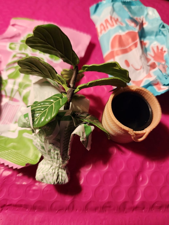 buy pineapple plant near me Pineapple Plant for Sale | Tropical Plants
