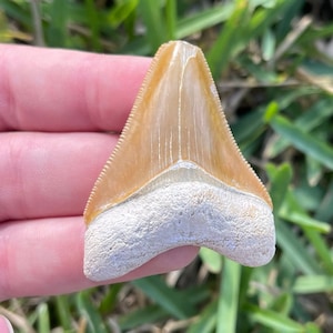 1.91” Bone Valley Megalodon Shark Tooth Fossil