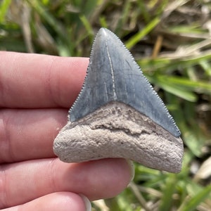 1.85&quot; Bone Valley Megalodon Shark Tooth Fossil