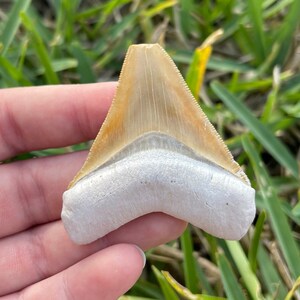2.24” Bone Valley Megalodon Shark Tooth Fossil