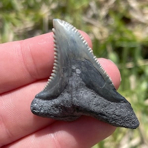1.75&quot; Bone Valley Hemipristis Shark Tooth Fossil