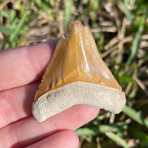 1.93” Bone Valley Megalodon Shark tooth Fossil