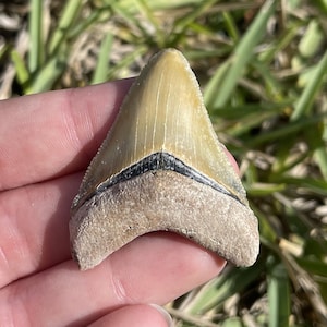 1.82&quot; Bone Valley Megalodon Shark Tooth Fossil