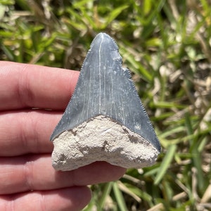 2.29&quot; Bone Valley Megalodon Shark Tooth Fossil