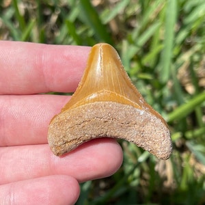 1.62” Bone Valley Megalodon Shark Tooth Fossil