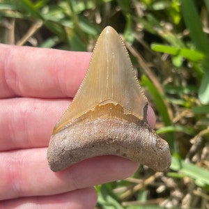 2.04” Bone Valley Megalodon Shark Tooth Fossil