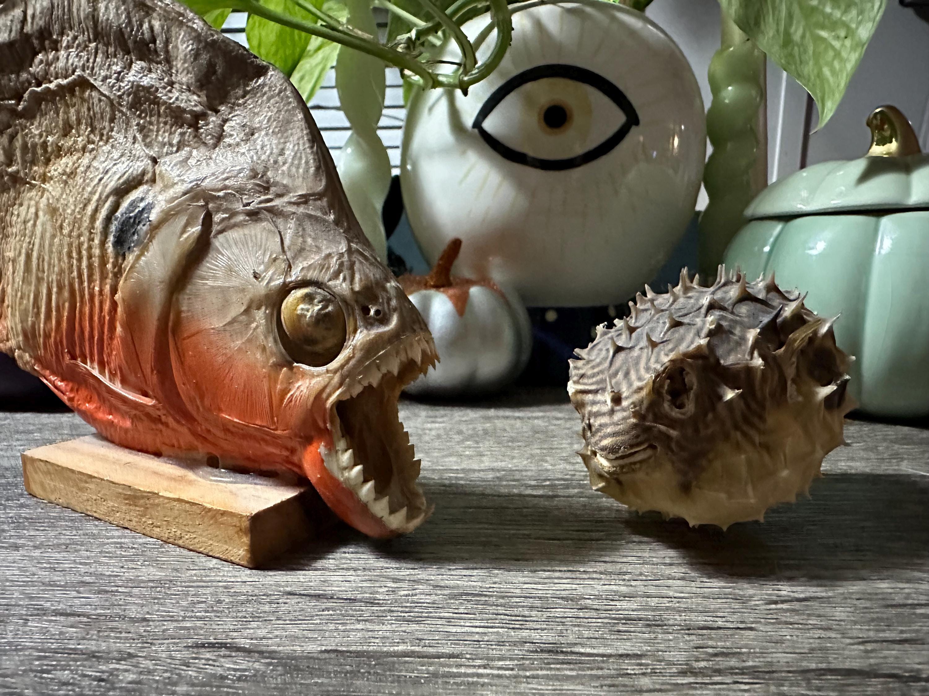 Piranha Fish Taxidermy - Etsy