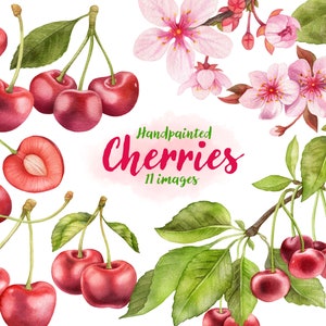 Watercolor cherry clipart, cherry blossom, hand painted fruit graphic, cherry berries tree, red fruits png, commercial use clip art