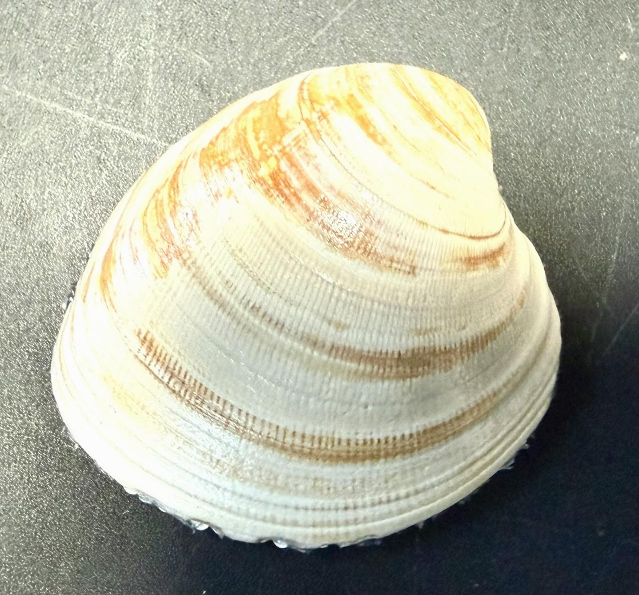 Clam Shell Ring/trinket Dish With White Pearl Finish and Blue Trim - Etsy
