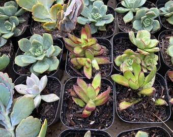 Suculentas decorativas pequeñas - 2 pulgadas