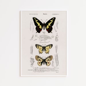 Papillon Butterfly Art Print INSTANT DOWNLOAD, Vintage Victorian Art Print,  Butterfly Art, Wall Decor, Printable Wall Art, Digital Download