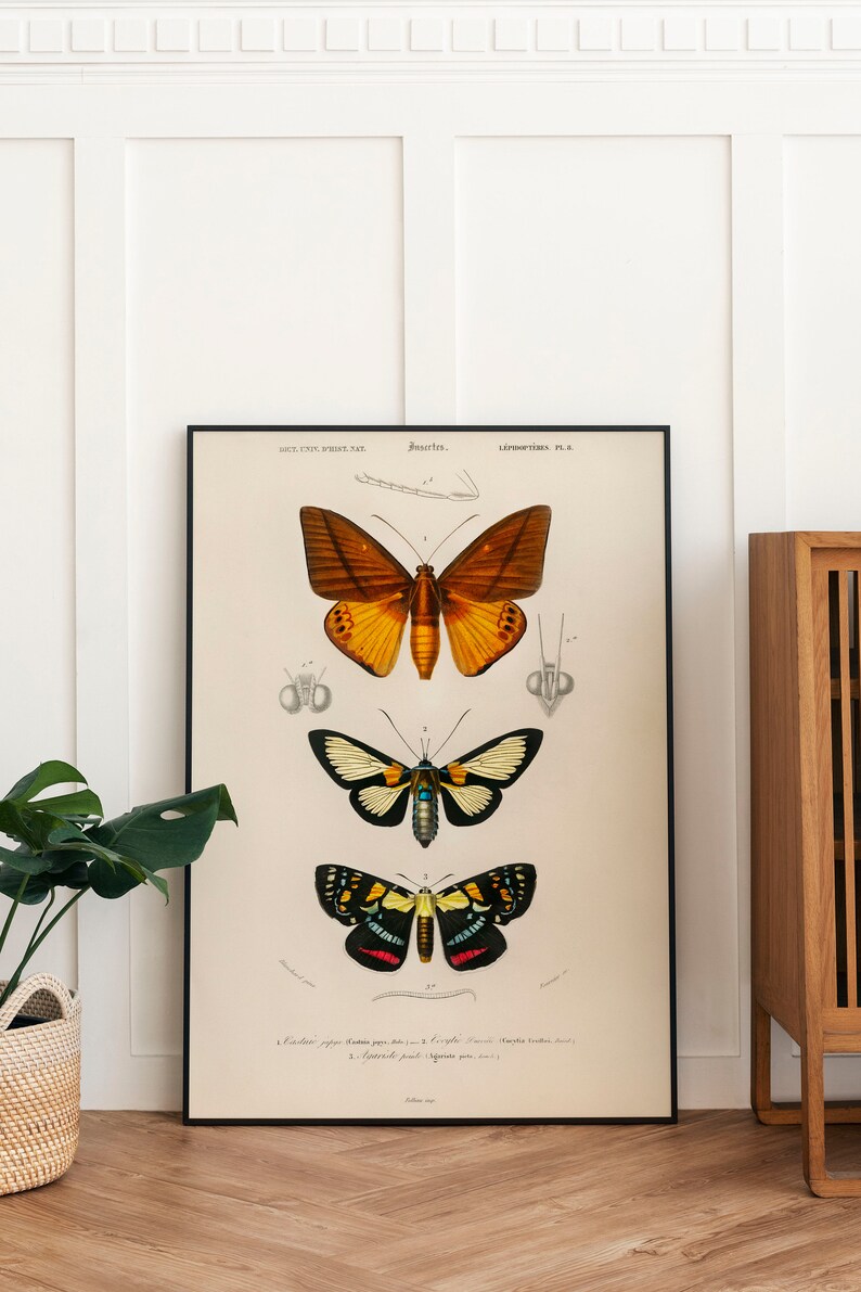 Vintage Moth Illustration Art Print: Victorian Wall Decor (digital ...