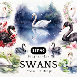 Clipart aquarelle de cygnes, cygnes noirs de dessin animé élégant mignon avec des fleurs, cygnes blancs PNG sur fond transparent, illustrations d'oiseaux et d'animaux