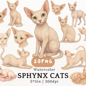 Puede incluir: Una ilustración digital de 12 gatos esfinge de acuarela en varias poses. Los gatos son todos blancos con narices rosas y almohadillas rosas. La ilustración se titula "Sphinx Cats" e incluye el texto "20 PNG" y "5*5 in | 300dpi".