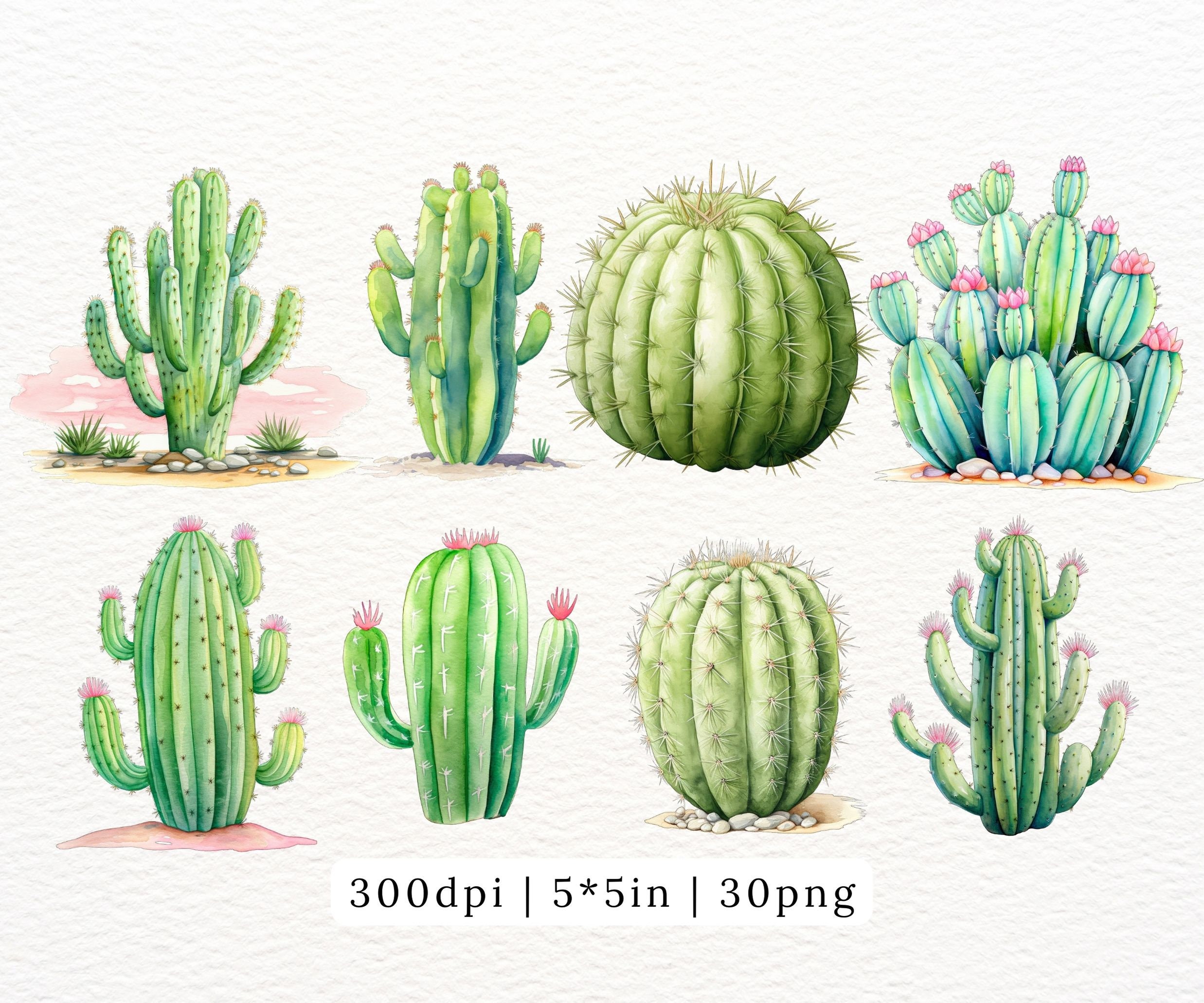 Watercolor Cactus Clipart - Desert Succulent PNG, Floral Cacti Stickers ...