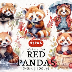 Pandas rojos regordetes en acuarela - Lindos pandas rojos kawaii, bebés pandas rojos PNG fondo transparente, animales lindos, decoración de guardería