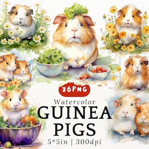 Clipart de acuarela de cobayas regordetas: adorables cobayas kawaii de dibujos animados, imágenes PNG de cobayas bebé con fondo transparente, animales lindos, decoración infantil