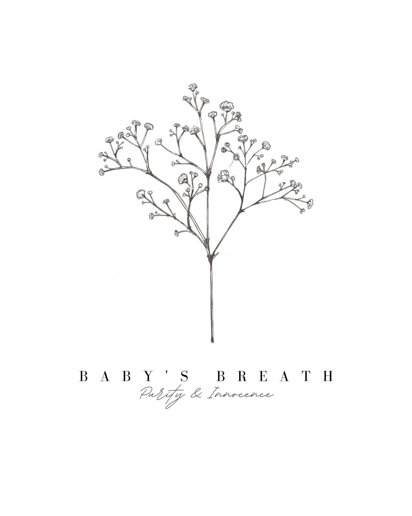 Baby's Breath Flower Floriography, Flower Print, Artwork, Botanical