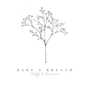Op de afbeelding: Een zwart-witte lijntekening van baby's breath bloemen met de tekst "BABY'S BREATH Purity & Innocence".