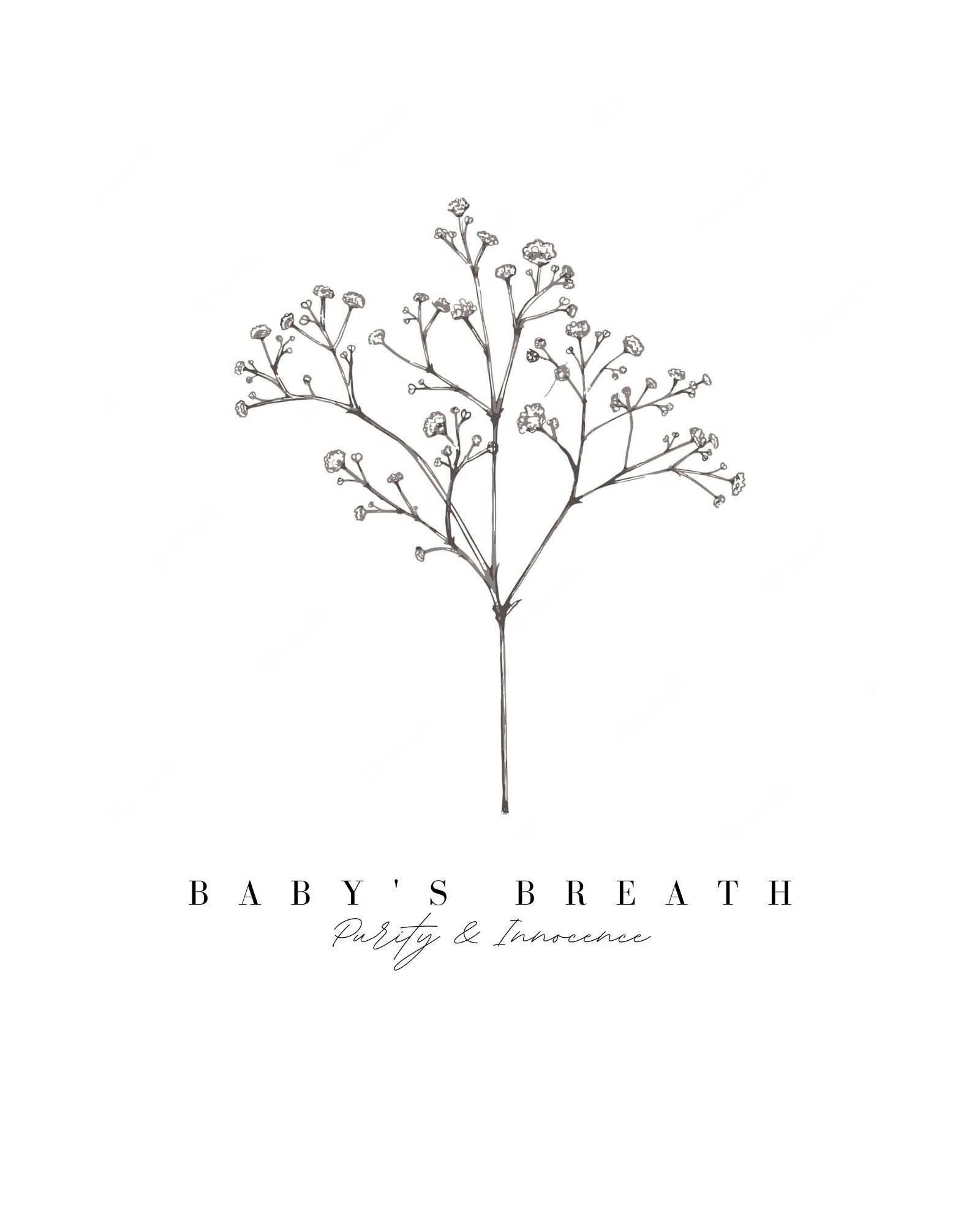 Baby's Breath Flower Floriography, Flower Print, Artwork, Botanical