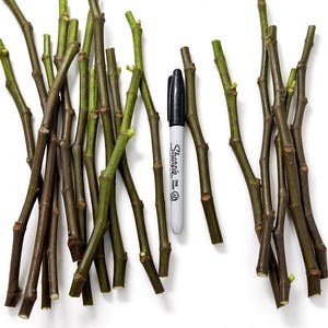May include: A collection of numerous woody plant cuttings with green and brown bark, arranged vertically alongside a standard black Sharpie fine point permanent marker for scale, showing the relative length of the stems against the marker.
