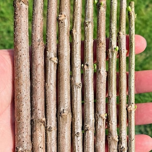 May include: Ten brown American Elderberry fresh cuttings arranged in a row, each numbered one through ten. The woody stems feature a textured bark surface with small nodes and tiny green buds emerging along the lengths of the plant material.