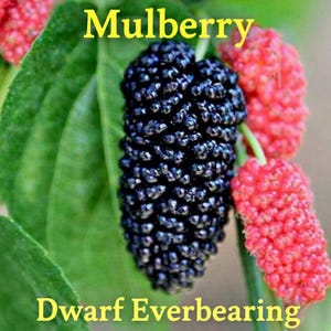 May include: A cluster of Mulberry Dwarf Everbearing fruit featuring one large, dark purple, elongated berry and several smaller, bright red, textured berries. The fruit is surrounded by vibrant green, veined leaves. The text Mulberry Dwarf Everbearing is visible.