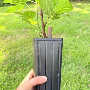 May include: A young fig plant with vibrant green, lobed leaves growing from a brown woody stem, housed in a tall, black, rectangular plastic nursery pot with vertical ridges along the sides, held upright against a natural outdoor setting.