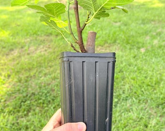 Green Michurinska Fig Cutting - Early Ripening - Etsy
