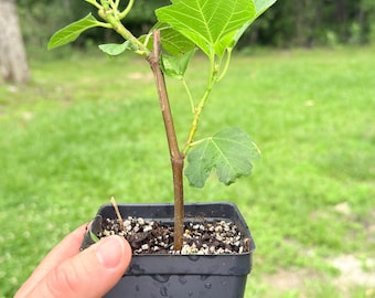 Fig tree (1) Multiple Varieties Available