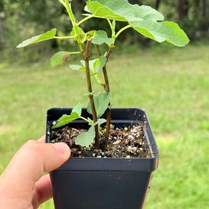Fig tree (1) Multiple Varieties Available