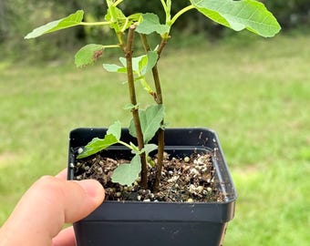 Green Michurinska Fig Cutting - Early Ripening - Etsy