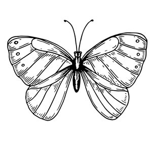 5 Printable Pages of Butterfly's for Coloring - Etsy