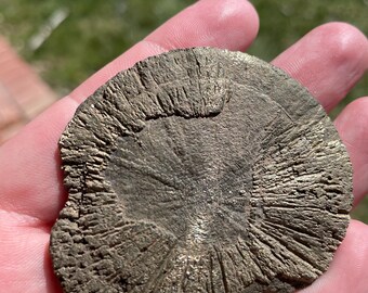 Pyrite Sun