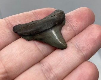 Natural Fossilized Shark Tooth From South Carolina