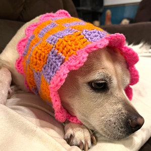 May include: A small, white dog wearing a crocheted hat with pink, orange, and purple stripes. The hat has a scalloped edge.